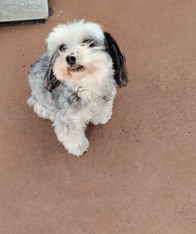 Mascota en guardería en casa